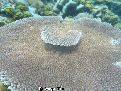 table coral by Diego Tan 